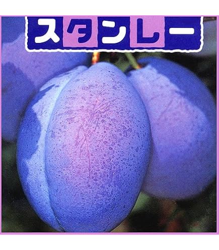 Amazon.co.jp: プルーン苗木 シュガープルーン 1年生苗 13.5cmポット苗
